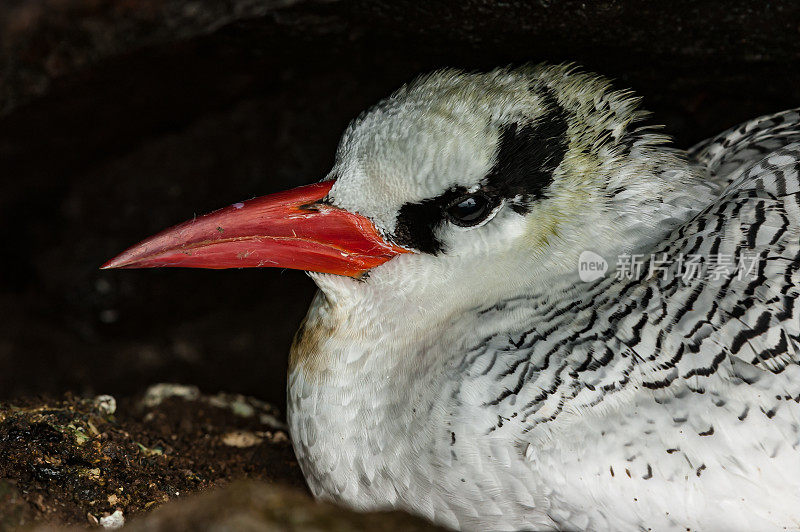 红嘴热带鸟(Phaethon aethereus)是热带鸟。厄瓜多尔。加拉帕戈斯群岛国家公园。南广场岛。